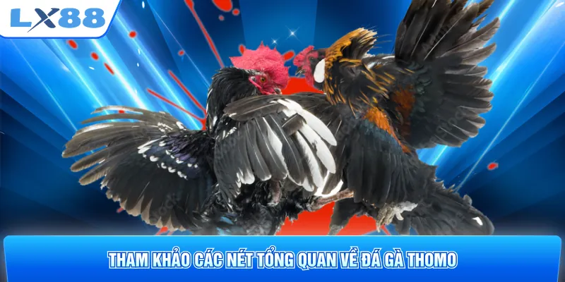Tham khảo các nét tổng quan về đá gà Thomo